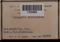 Lycogala epidendrum image